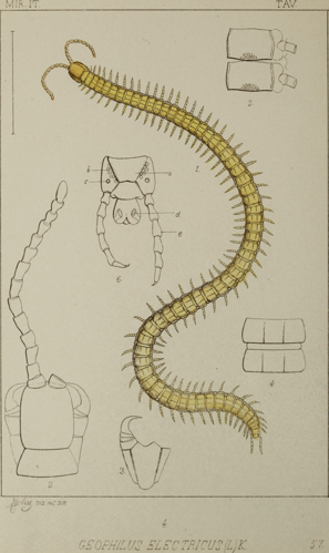 Geophilus electricus-Acari, Myriopoda et Scorpiones hucusque in Italia reperta (1882).jpg &copy; Internet Archive Book Images