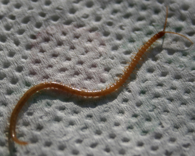 Geophilus flavus.jpg &copy; EnDumEn