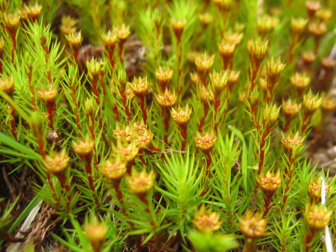 Polytrichum strictum.jpeg &copy; Kristian Peters -- Fabelfroh 16:07, 31 December 2006 (UTC)