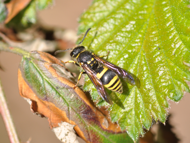 Ancistrocerus nigricornis f2.JPG &copy; Aiwok