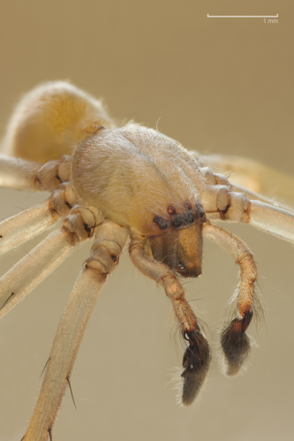 Cheiracanthium mildei male.jpg &copy; Richard Bartz