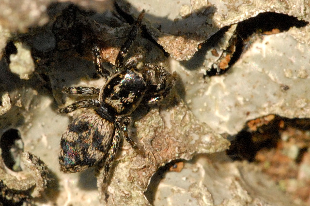 Salticus.cingulatus.-.lindsey.jpg &copy; James K. Lindsey