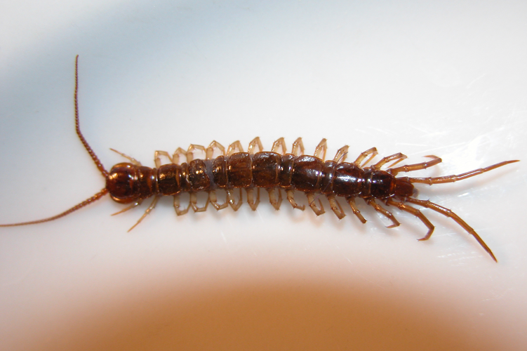 Lithobius forficatus.jpg &copy; Commons