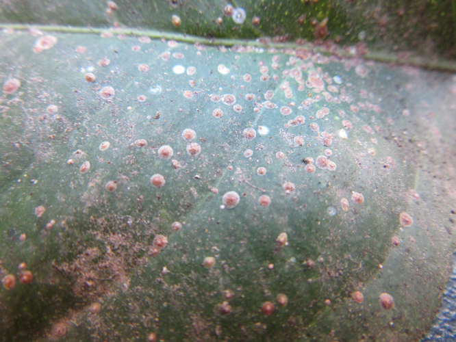 Aonidiella aurantii.JPG &copy; VictorCegarra
