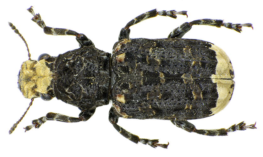 Platyrhinus resinosus up.jpg &copy; Siga