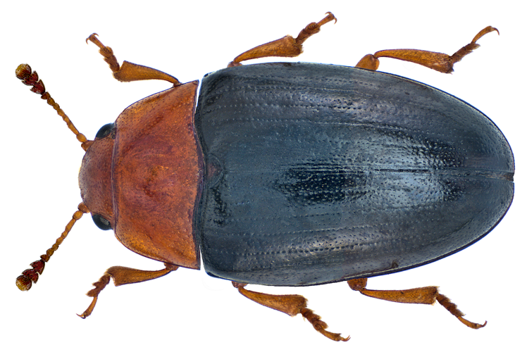 Triplax rufipes (Fabricius, 1787) (14366037156).png &copy; Udo Schmidt from Deutschland
