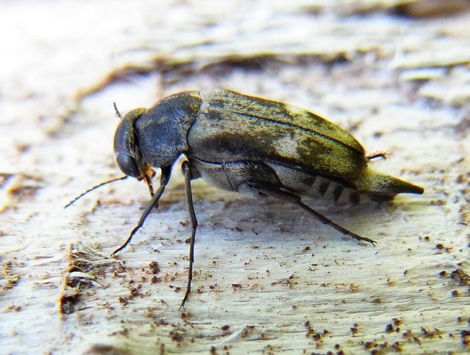 Tomoxia bucephala side.JPG &copy; Siga