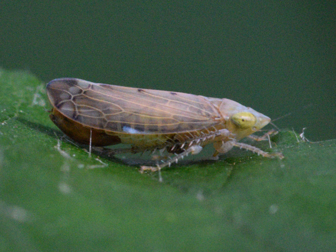 Synophropsis lauri Cambridge AR2.jpg &copy; Keith Edkins