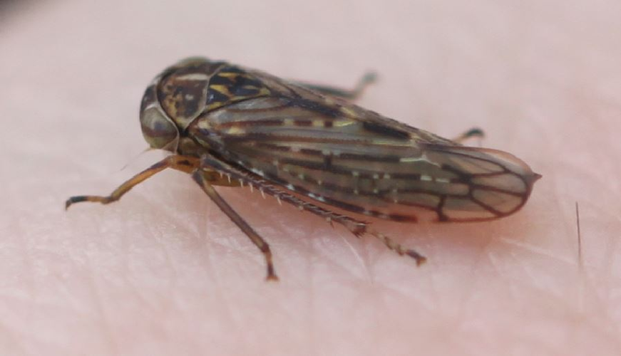 2020 02 01 Idiocerus herrichii2.jpg &copy; Slimguy