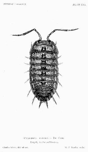 The British Woodlice 64.png &copy; see caption if applicable