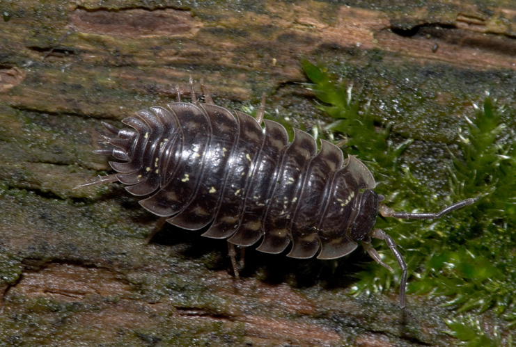 Oniscus asellus Furlbachtal01.jpg &copy; Please report references to kulacgmx.at.