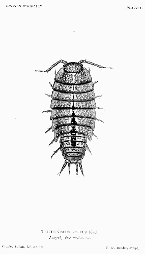 The British Woodlice 48.png &copy; given in caption if applicable