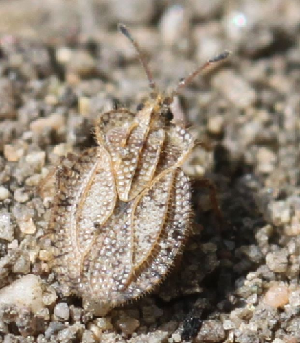 2018 06 19 Tingis reticulata.jpg &copy; Slimguy