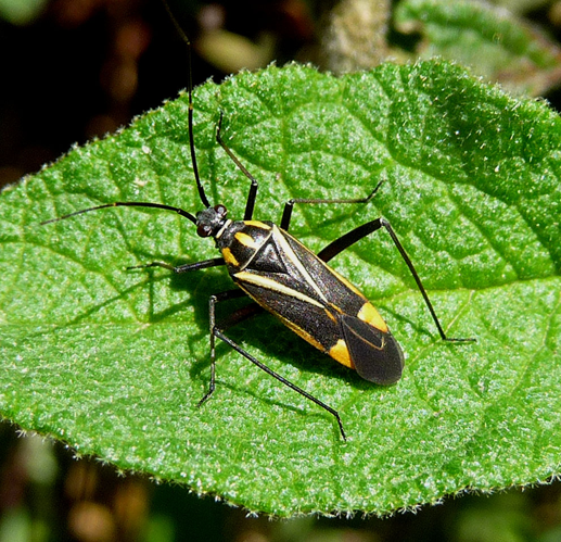 Mirid Bug. Hadrodemus m-flavum - Flickr - gailhampshire.jpg &copy; gailhampshire from Cradley, Malvern, U.K