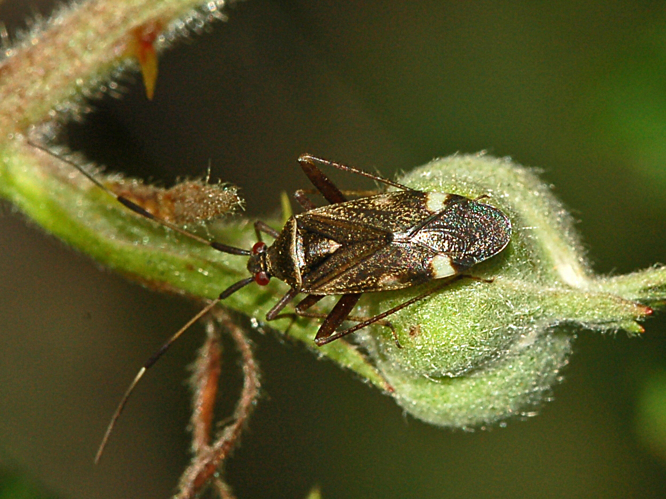 Miridae - Closterotomus biclavatus.JPG &copy; Hectonichus