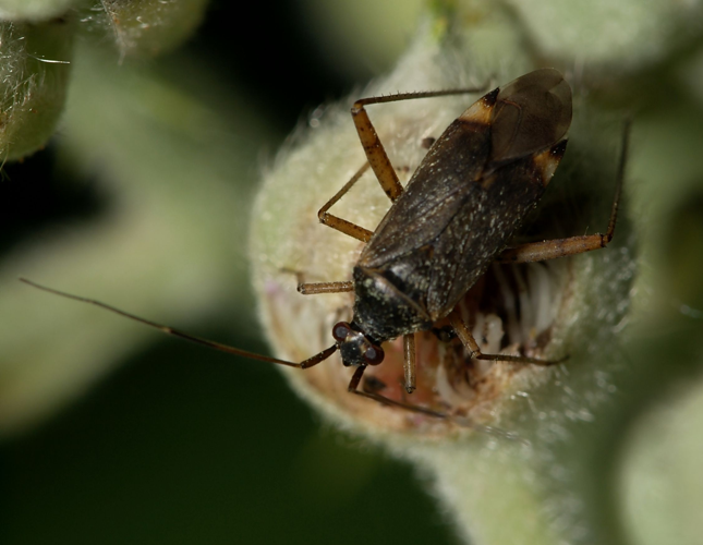 Closterotomus.fulvomaculatus.1.jpg &copy; Sarefo