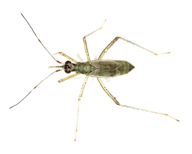 Dicyphus pallidus (Miridae) - (imago), Elst (Gld), the Netherlands.jpg &copy; This image is created by user B. Schoenmakers at Waarneming.nl, a source of nature observations in the Netherlands.