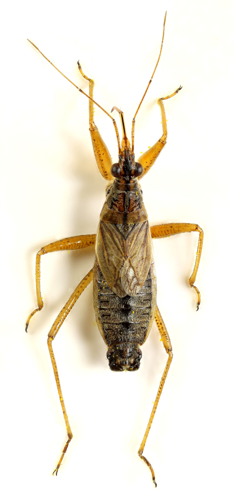 Nabis flavomaginatus, Minera, North Wales, July 2016 (37414810580).jpg &copy; janet graham