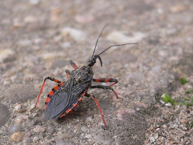Rhinocoris annulatus 20060511 790.jpg &copy; Georg Slickers