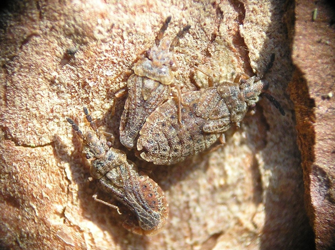 Aradus cinnamomeus bialowieza beentree.jpg &copy; Commons
