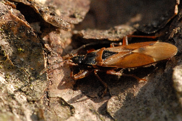 Gastrodes.abietum.-.lindsey.jpg &copy; James K. Lindsey