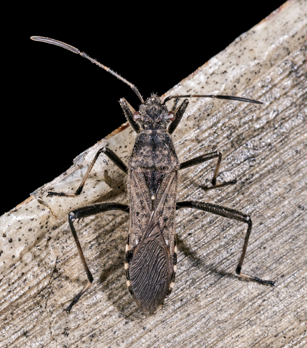 Alydus calcaratus MHNT Dos.jpg &copy; Didier Descouens