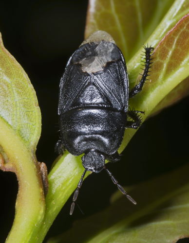 Cydnus aterrimus MHNT.jpg &copy; Didier Descouens