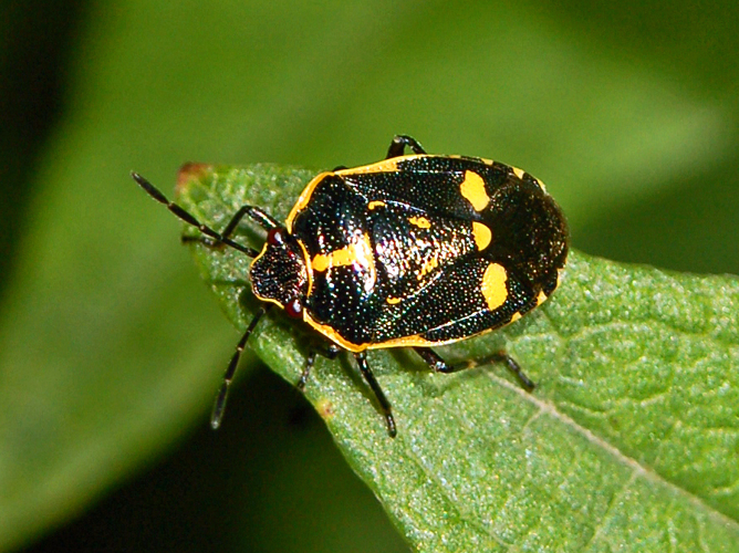 Pentatomidae - Eurydema oleracea-001.JPG &copy; Hectonichus