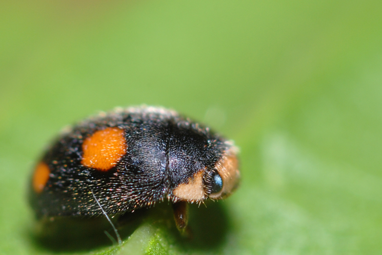 Platynaspis luteorubra2.jpg &copy; Gilles San Martin