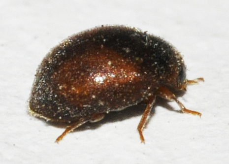 Scymnus-abietis-02-fws.jpg &copy; Francisco Welter-Schultes