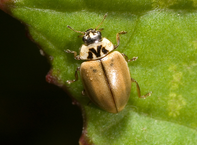 Aphidecta obliterata02.jpg &copy; Kulac