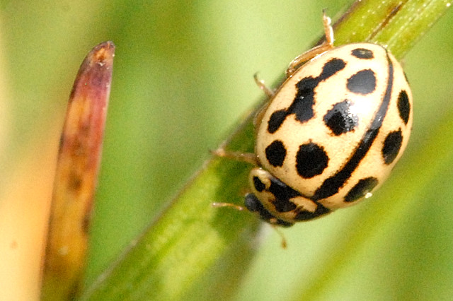 Tytthaspis.sedecimpunctata.-.lindsey.jpg &copy; James K. Lindsey