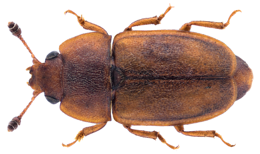 Epuraea boreella (Zetterstedt, 1828).png &copy; URSchmidt