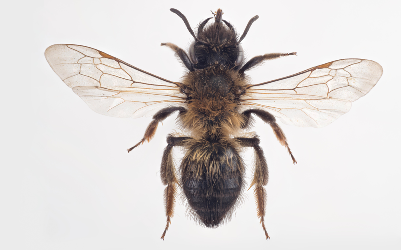 Andrena apicata.jpg &copy; Arnstein Staverløkk