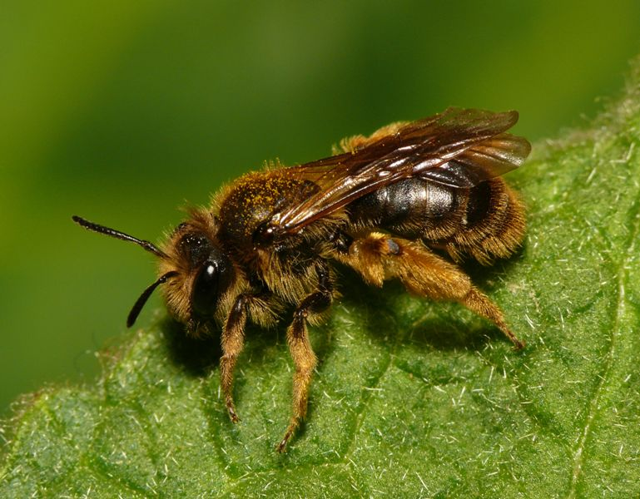 Andrena humilis.jpg &copy; This image is created by user Dick Belgers at Waarneming.nl, a source of nature observations in the Netherlands.