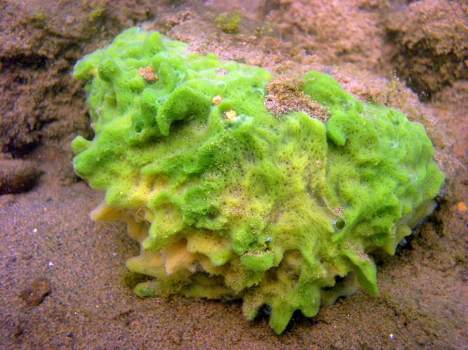 Spongilla lacustris.jpg &copy; Taollan82~commonswiki