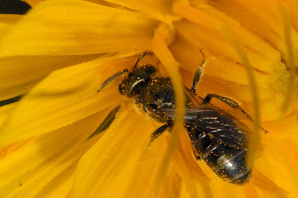 Lasioglossum.morio2.-.lindsey.jpg &copy; James K. Lindsey