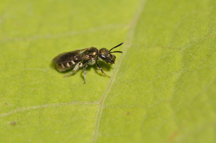 Lasioglossum ssp 2.jpg &copy; Aiwok