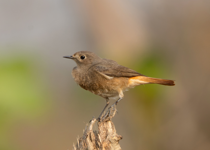 Black Redstart in Kaziranga National Park March 2025 by Tisha Mukherjee 02.jpg &copy; Tisha Mukherjee