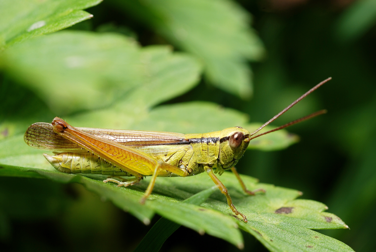 Mecostethus parapleurus male (3788708222).jpg &copy; Gilles San Martin from Namur, Belgium