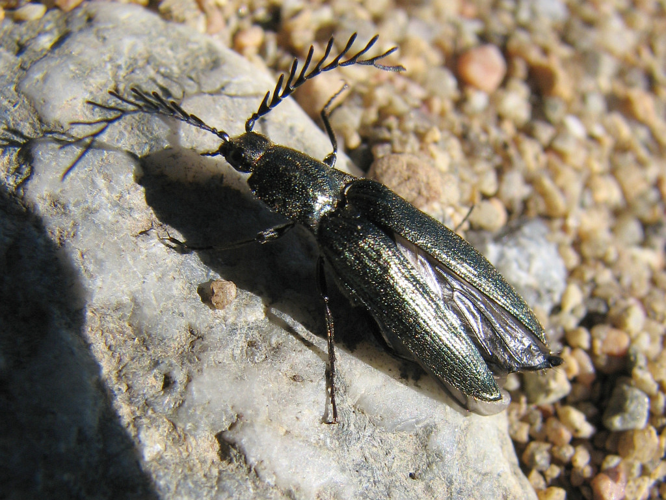 Ctenicera pectinicornis.jpg &copy; Jukka Lång