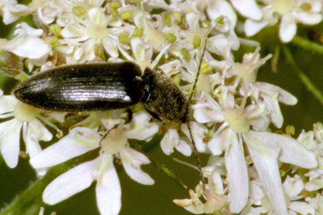 Melanotus.villosus.jpg &copy; James K. Lindsey