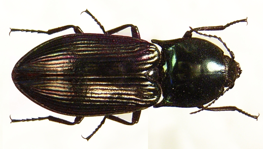 Selatosomus aeneus bl.JPG &copy; Siga