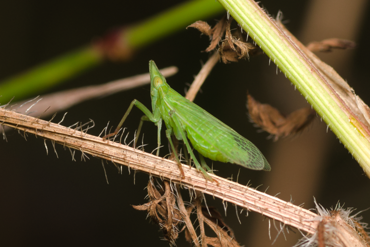 Dictyophara europaea lateral Bytom.jpg &copy; Adrian Tync