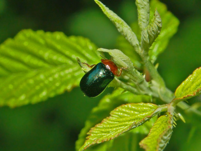 Chrysomelidae - Smaragdina salicina-1.JPG &copy; Hectonichus