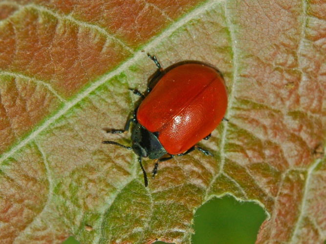 Chrysomelidae - Chrysomela populi.JPG &copy; Hectonichus