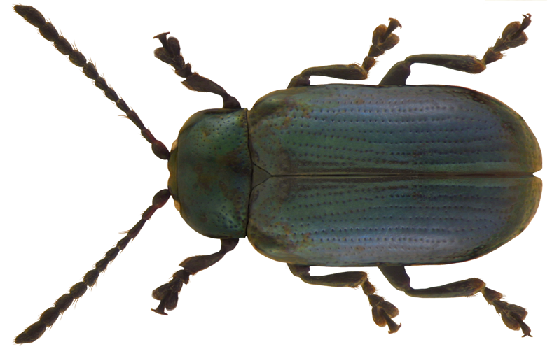 Phratora vitellinae (Linné, 1758).jpg &copy; Udo Schmidt