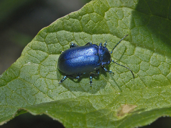 Chrysomelidae - Oreina cacaliae.jpg &copy; Hectonichus