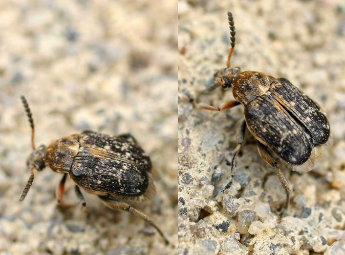 Bruchus pisorum01.jpg &copy; Commons