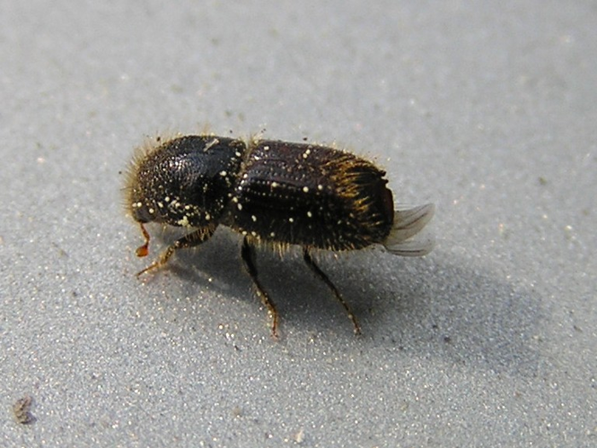 Ips typographus 3 bialowieza forest beentree.jpg &copy; Commons